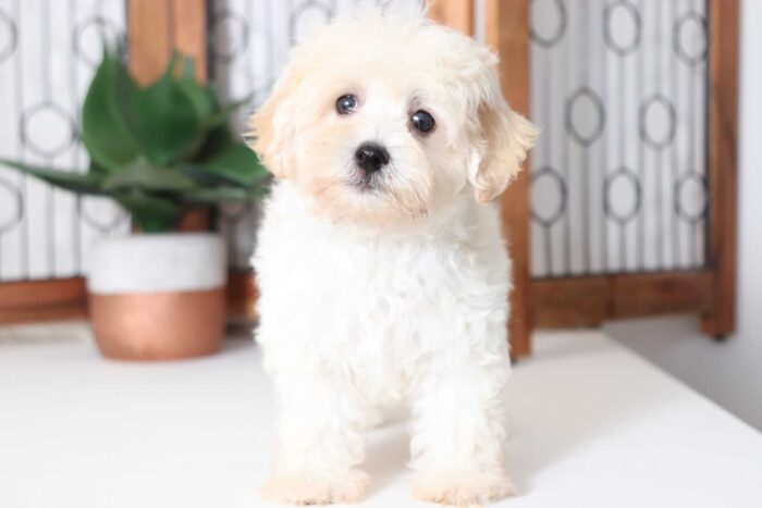 Boots - Spunky Little Male Maltipoo Puppy - Image 3