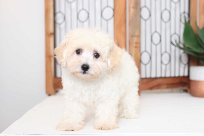 Boots - Spunky Little Male Maltipoo Puppy - Image 4