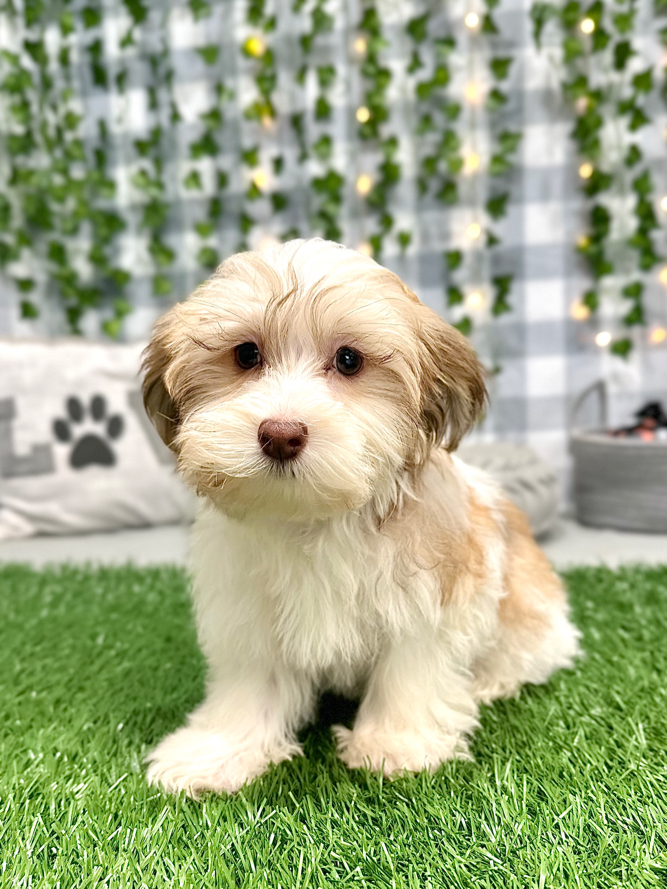 Bosco - Handsome Havanese Puppy For Sale - Image 2