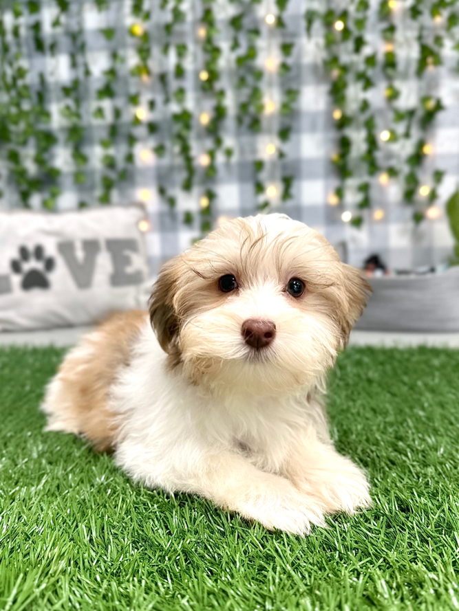 Bosco - Handsome Havanese Puppy For Sale - Image 3