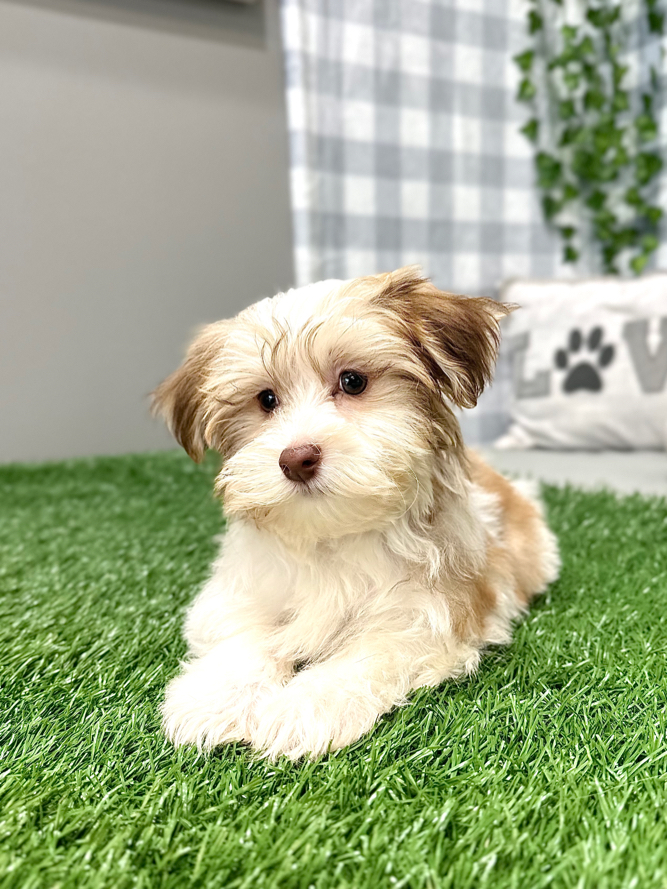 Bosco - Handsome Havanese Puppy For Sale - Image 4