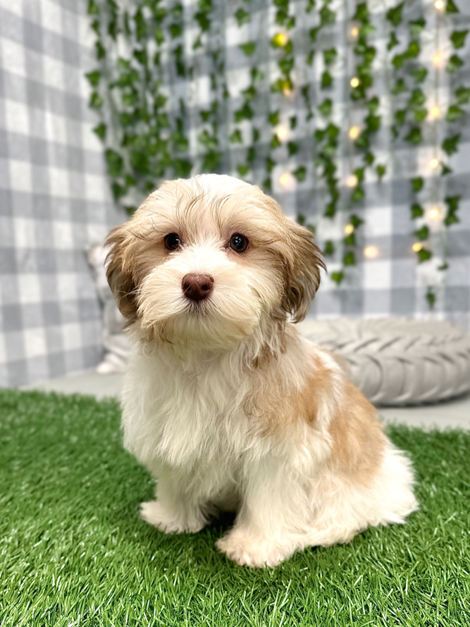 Bosco - Handsome Havanese Puppy For Sale - Image 5