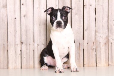 Boston Terrier