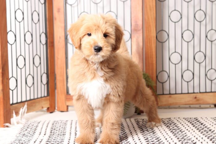 Bowser - Great Red Mini Male F1B Goldendoodle