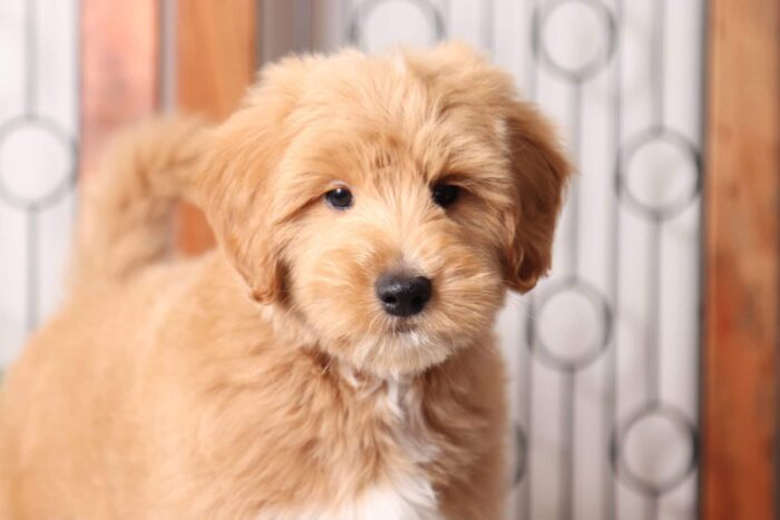 Bowser - Great Red Mini Male F1B Goldendoodle - Image 2