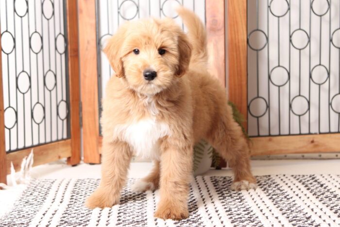 Bowser - Great Red Mini Male F1B Goldendoodle - Image 3