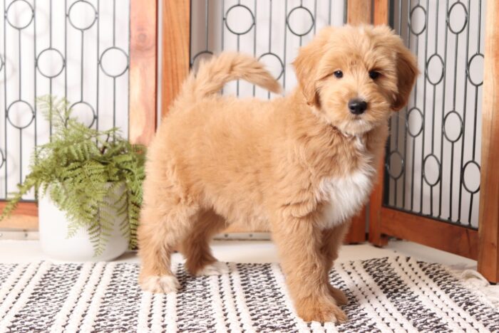 Bowser - Great Red Mini Male F1B Goldendoodle - Image 4