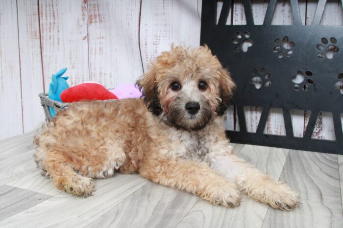 Brady - Shy Male Teddy-Poo Puppy