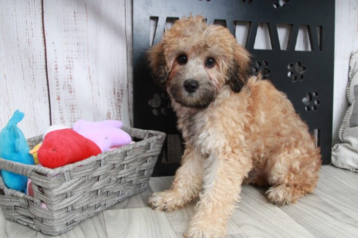 Brady - Shy Male Teddy-Poo Puppy - Image 2