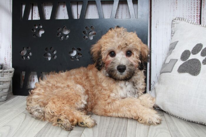 Brady - Shy Male Teddy-Poo Puppy - Image 4