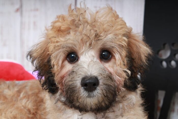 Brady - Shy Male Teddy-Poo Puppy - Image 3