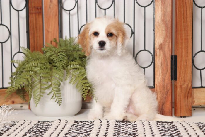 Brandy- Loving Little Female Cavapoo Puppy