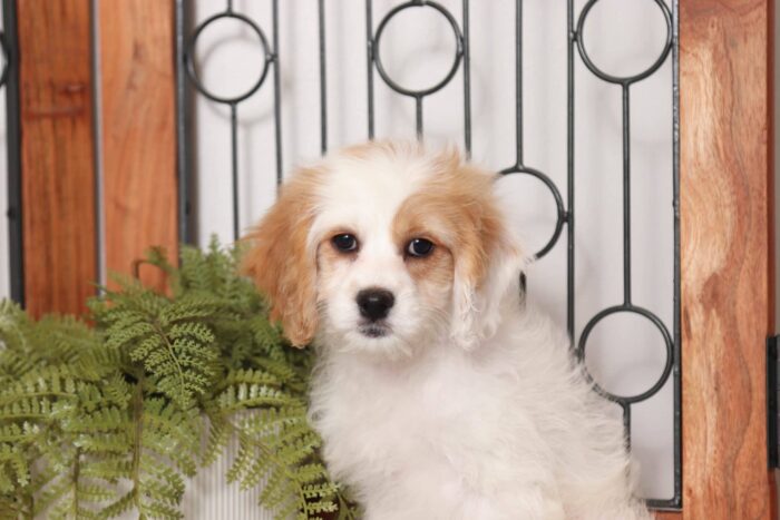 Brandy- Loving Little Female Cavapoo Puppy - Image 2