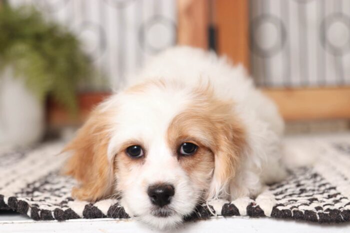 Brandy- Loving Little Female Cavapoo Puppy - Image 4