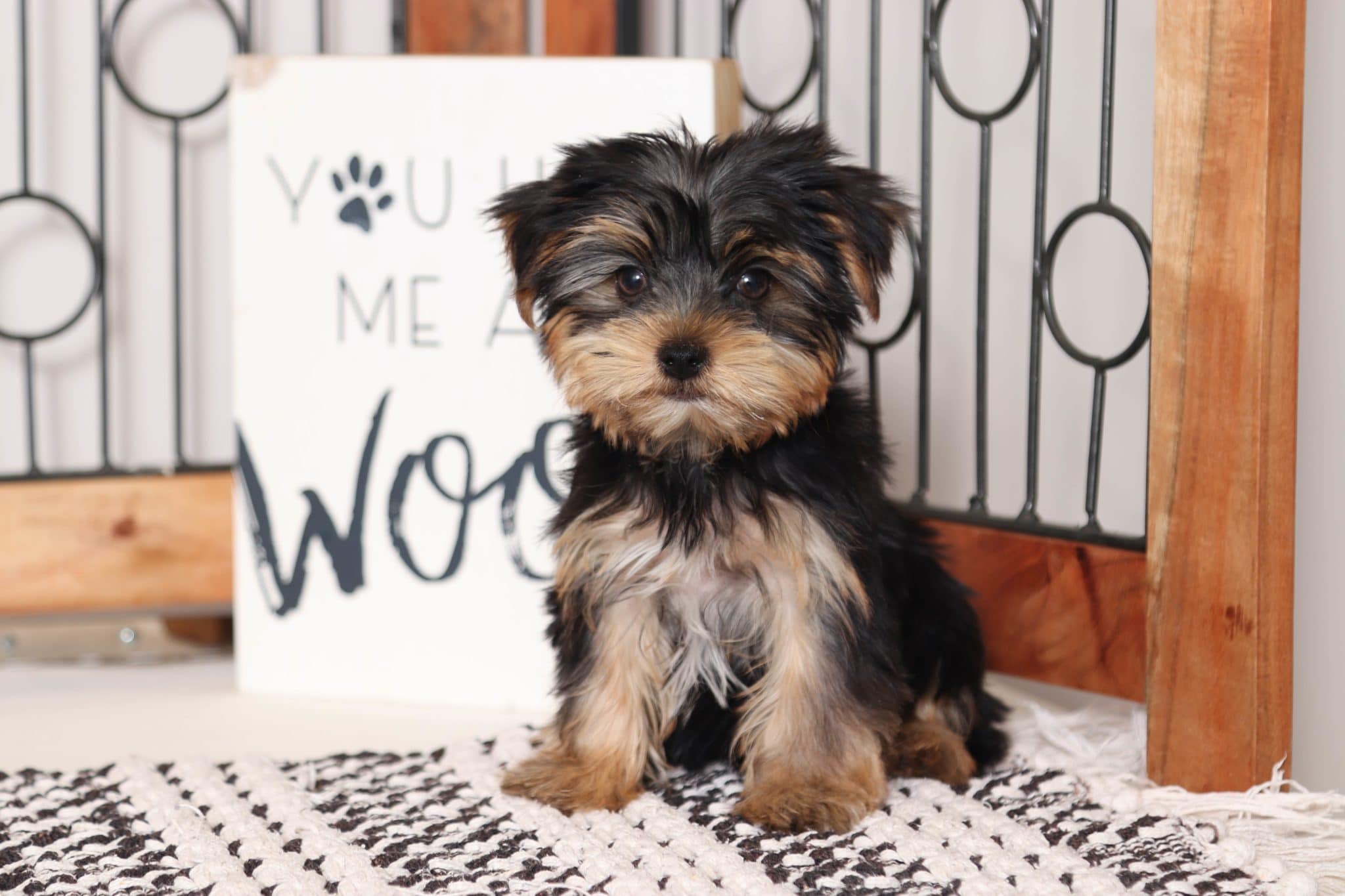 Brax - Handsome Little AKC Male Yorkie