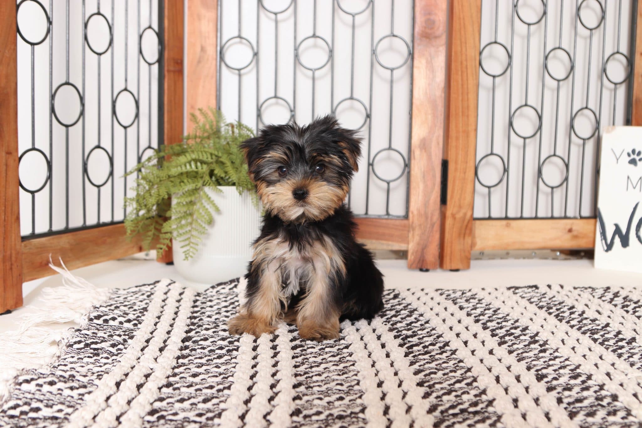 Brax - Handsome Little AKC Male Yorkie - Image 3