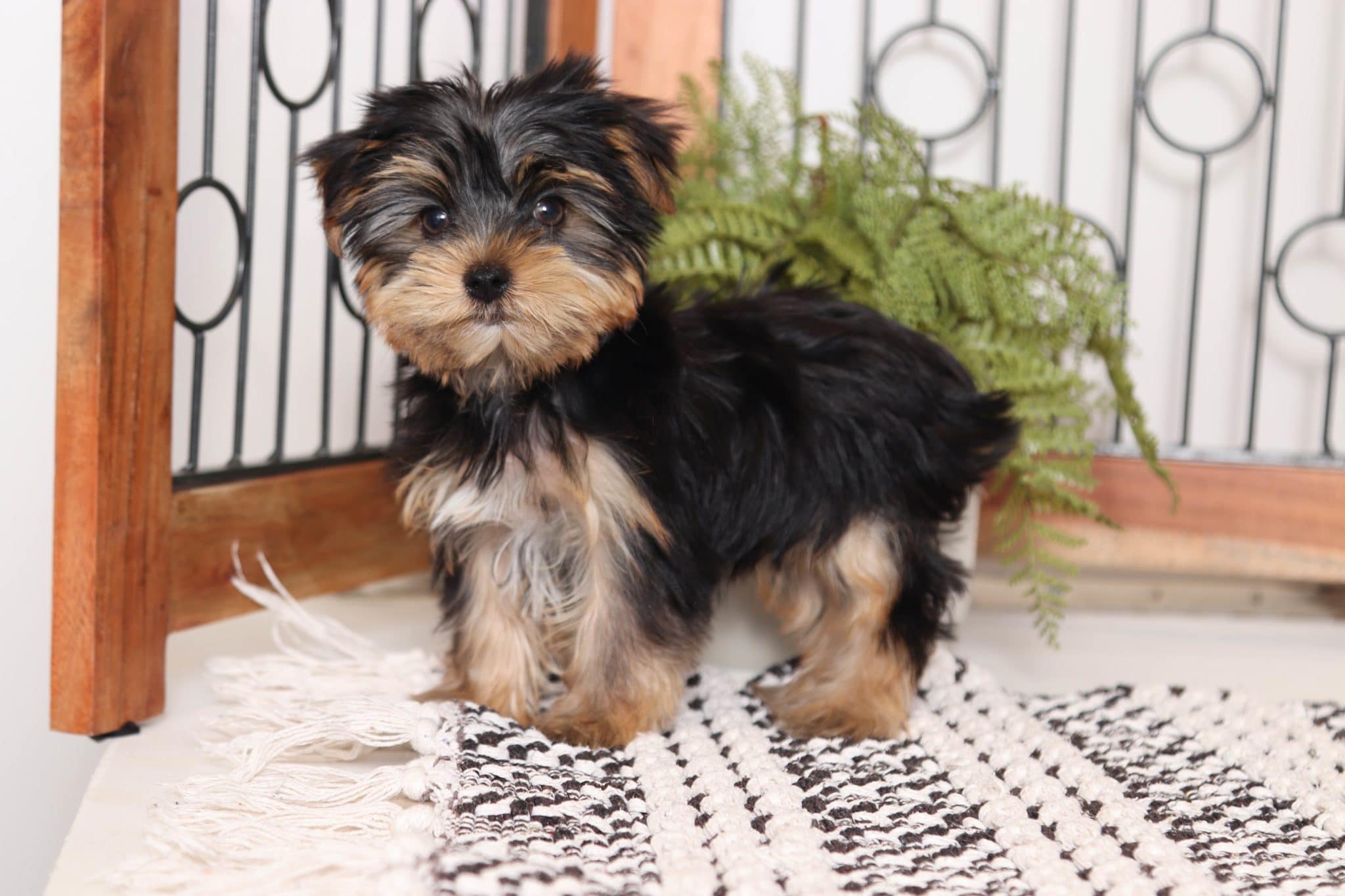 Brax - Handsome Little AKC Male Yorkie - Image 4