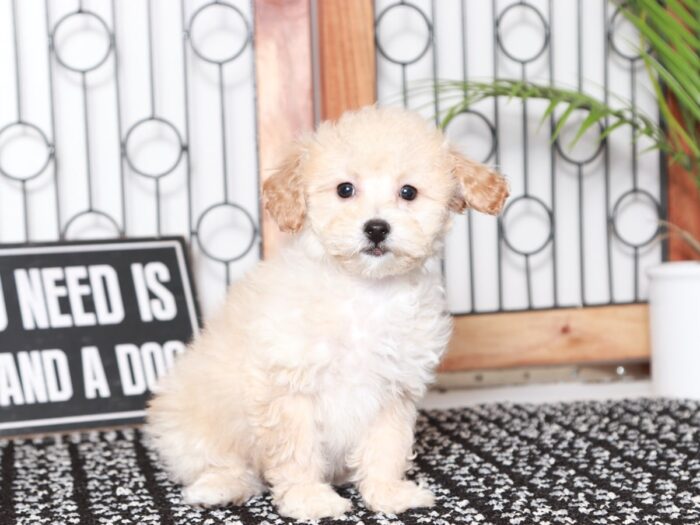 Braxton- Bubbly Little Apricot Male Poochon Puppy