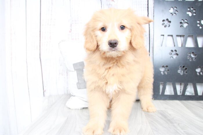 Braxton - Faithful F2B Mini Male Goldendoodle Puppy