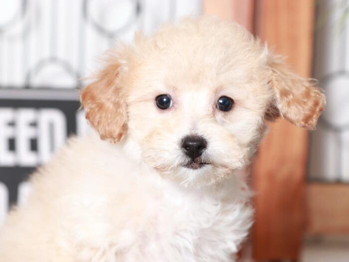 Braxton- Bubbly Little Apricot Male Poochon Puppy - Image 2