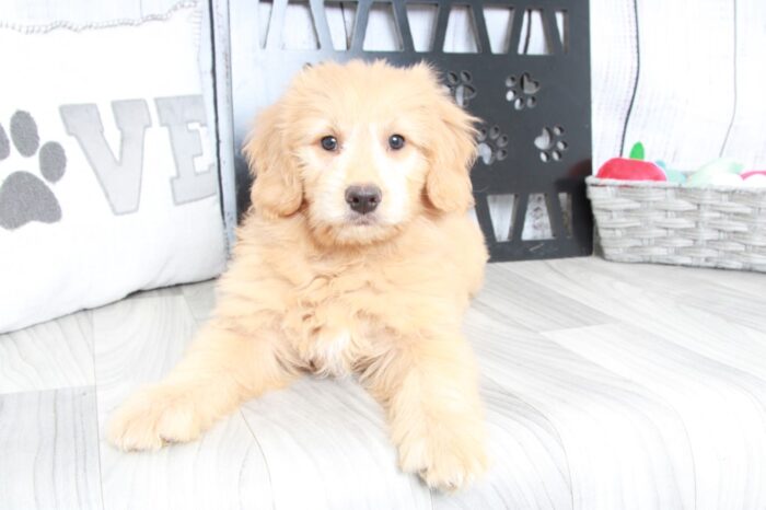 Braxton - Faithful F2B Mini Male Goldendoodle Puppy - Image 3