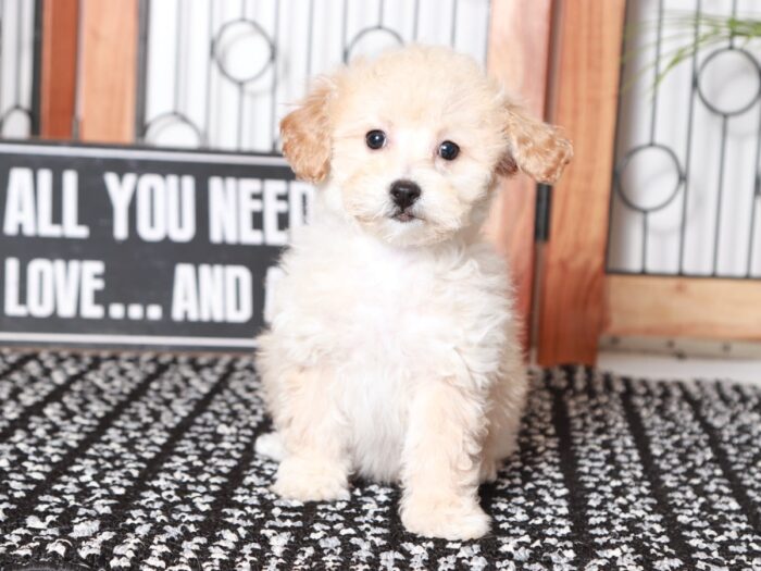 Braxton- Bubbly Little Apricot Male Poochon Puppy - Image 3