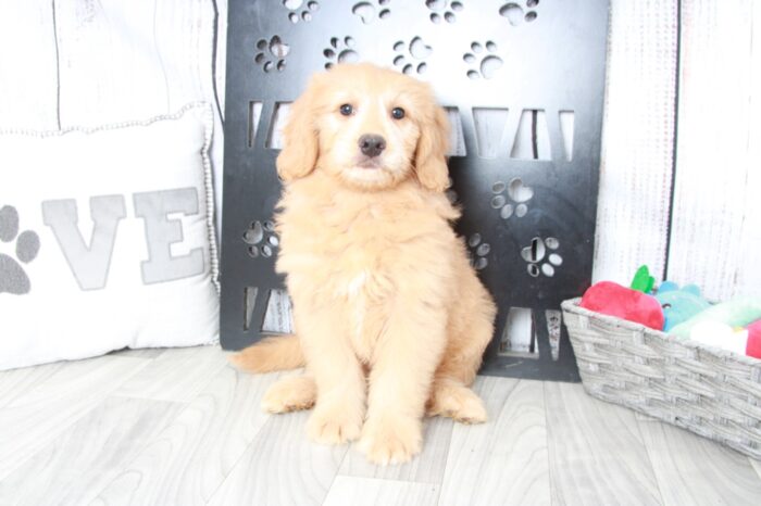 Braxton - Faithful F2B Mini Male Goldendoodle Puppy - Image 4