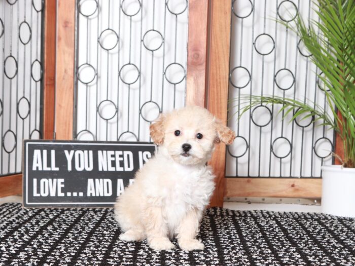 Braxton- Bubbly Little Apricot Male Poochon Puppy - Image 4
