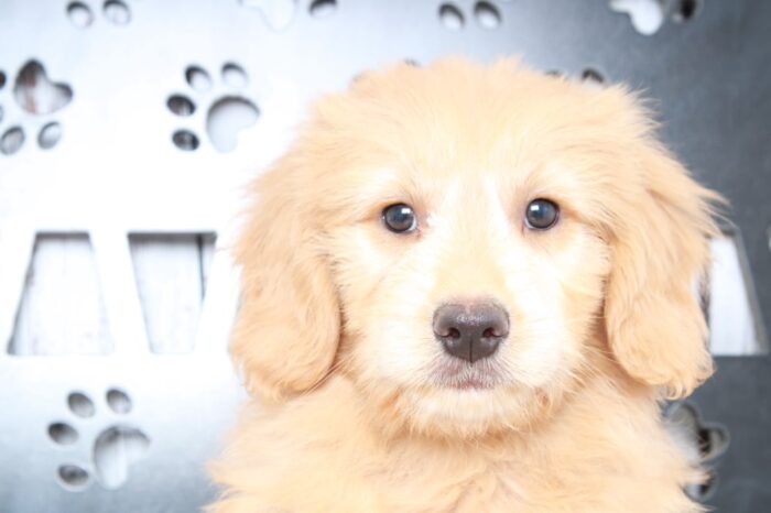 Braxton - Faithful F2B Mini Male Goldendoodle Puppy - Image 2