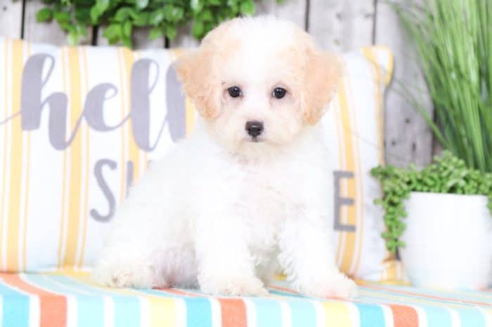 Breeze - Beautiful Poochon