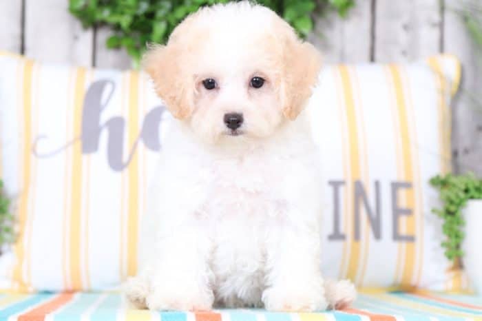 Breeze - Beautiful Poochon - Image 2