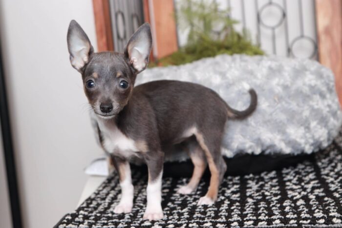 Brenda- Fun Little Female TEACUP ACA Blue Short Haired Chihuahua Puppy