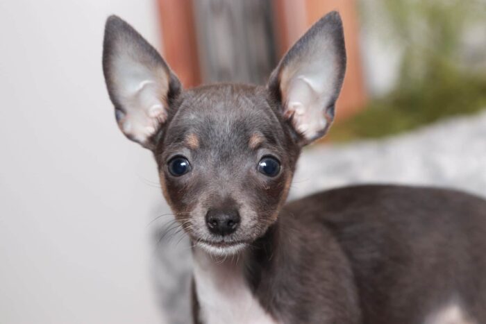 Brenda- Fun Little Female TEACUP ACA Blue Short Haired Chihuahua Puppy - Image 2