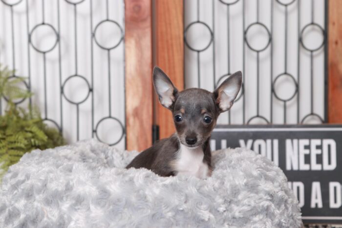 Brenda- Fun Little Female TEACUP ACA Blue Short Haired Chihuahua Puppy - Image 3