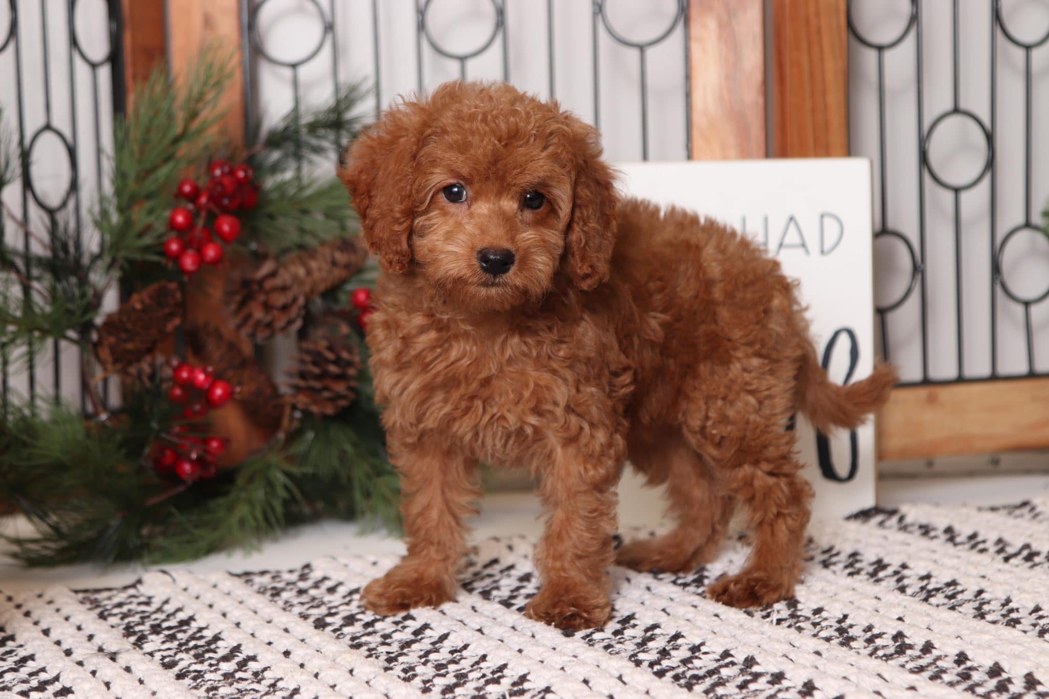 Brittney - Cool Mini Female F1B Goldendoodle