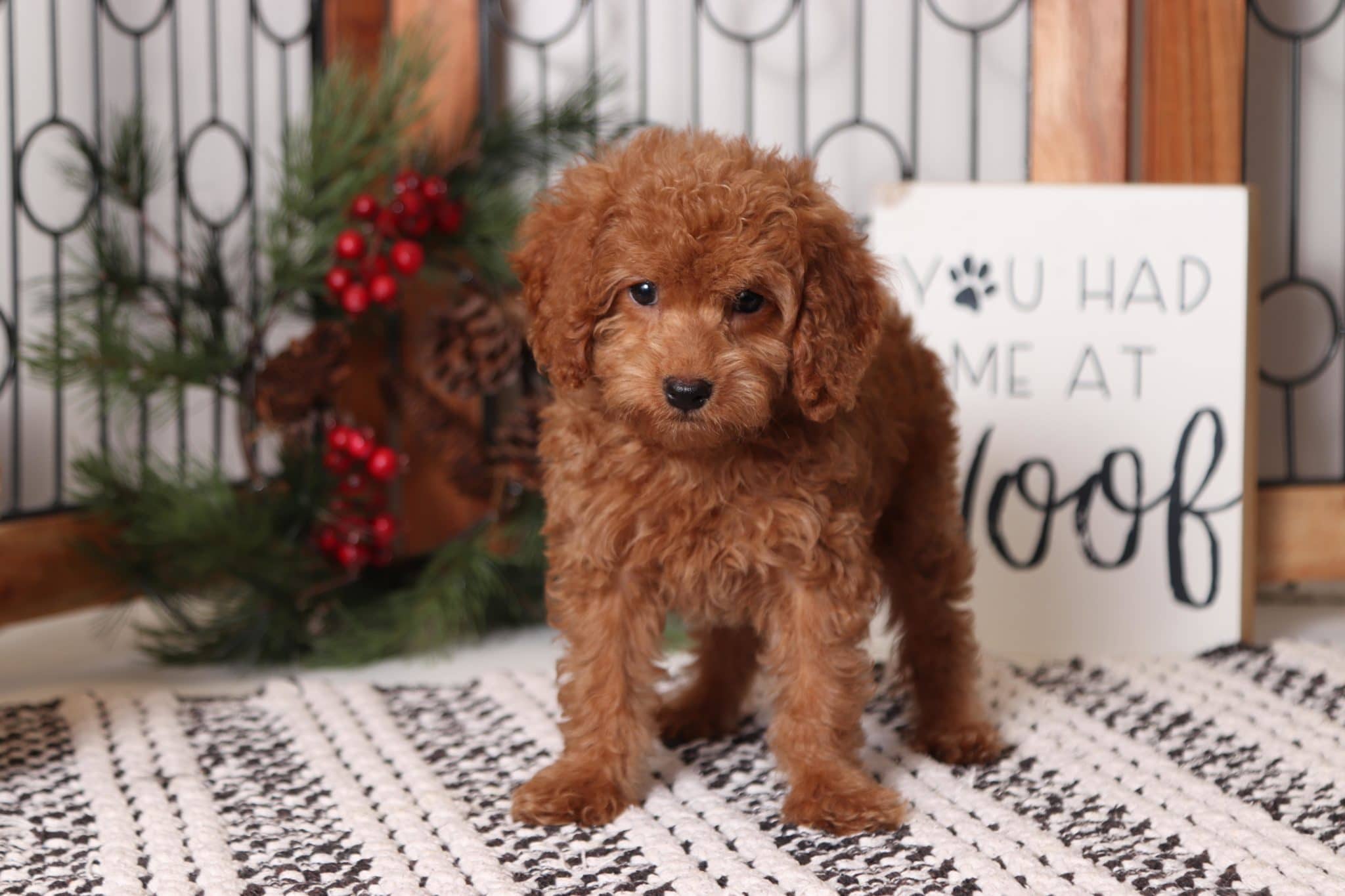 Brittney - Cool Mini Female F1B Goldendoodle - Image 3