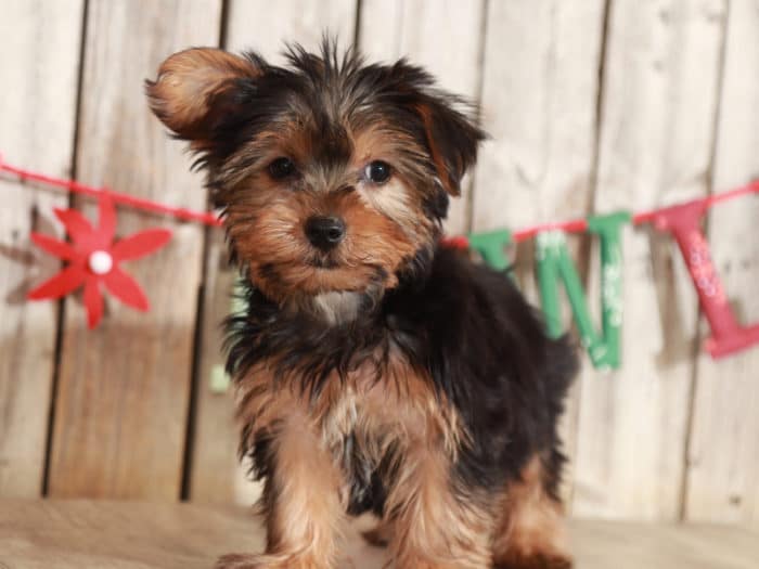 Brock - Handsome Yorkie