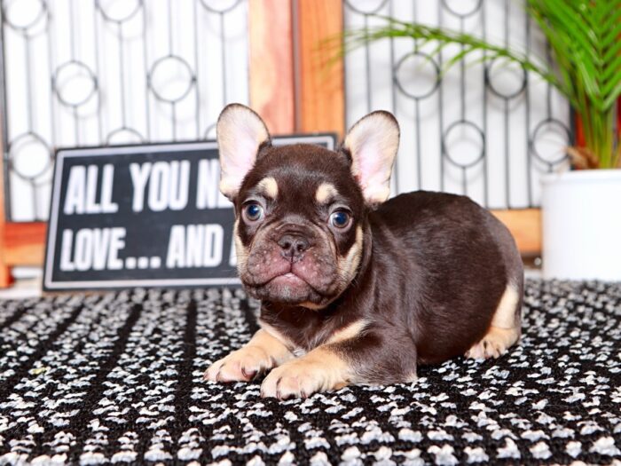 Brock- Stunning Male Chocolate and Tan AKC French Bulldog Puppy