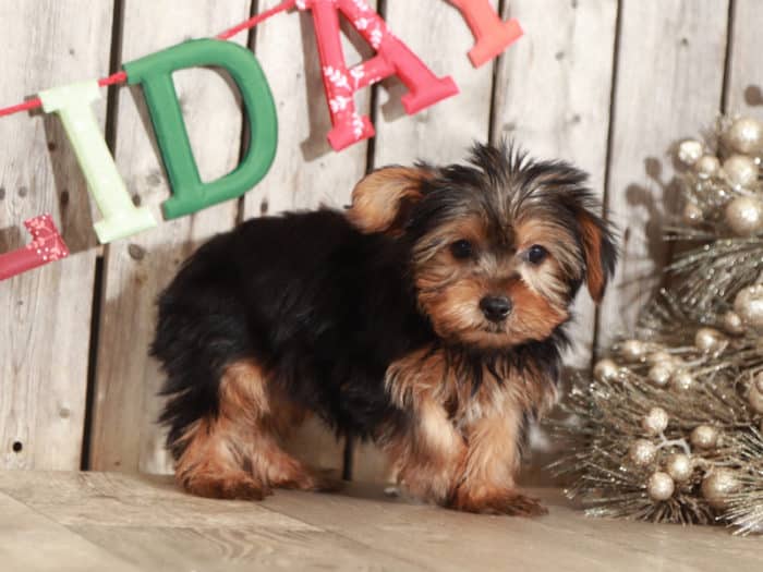 Brock - Handsome Yorkie - Image 2
