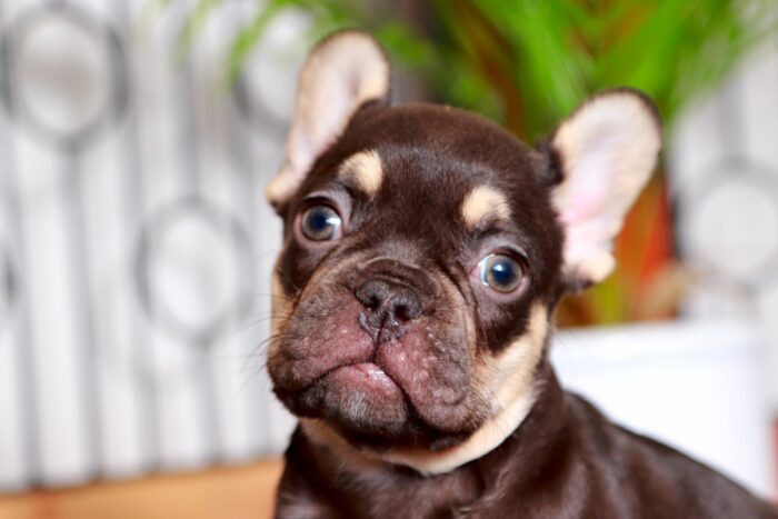 Brock- Stunning Male Chocolate and Tan AKC French Bulldog Puppy - Image 2