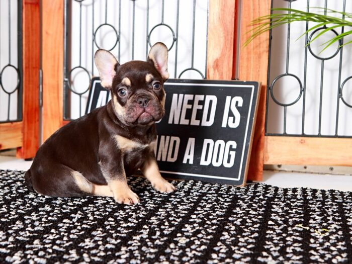 Brock- Stunning Male Chocolate and Tan AKC French Bulldog Puppy - Image 3