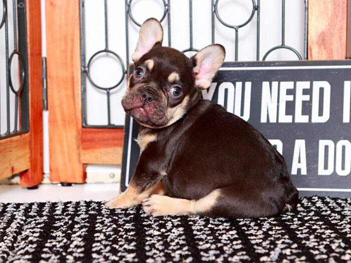 Brock- Stunning Male Chocolate and Tan AKC French Bulldog Puppy - Image 4