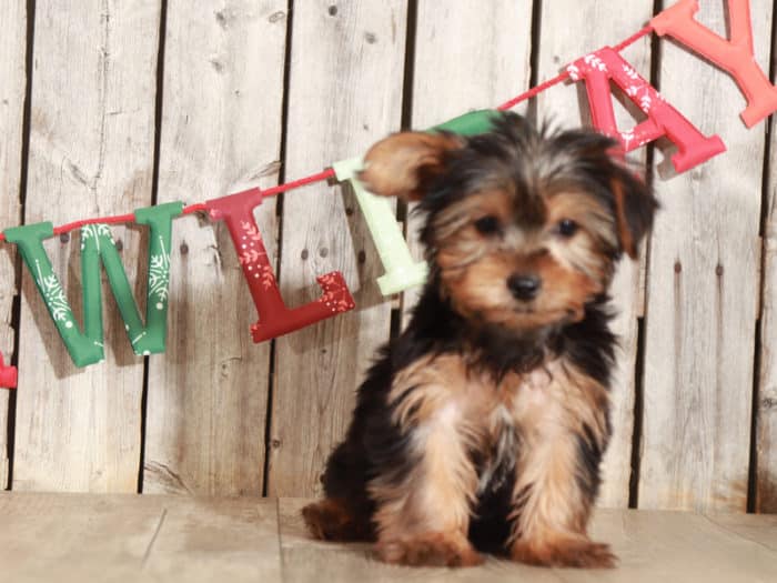 Brock - Handsome Yorkie - Image 4