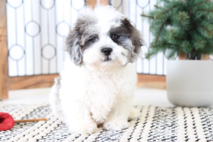 Brock- Handsome Male Blue-Merle Shih-Poo Puppy