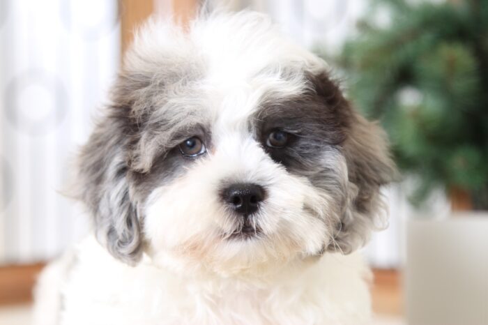 Brock- Handsome Male Blue-Merle Shih-Poo Puppy - Image 2