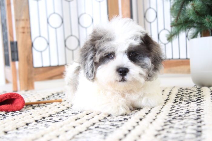 Brock- Handsome Male Blue-Merle Shih-Poo Puppy - Image 3