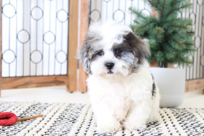 Brock- Handsome Male Blue-Merle Shih-Poo Puppy - Image 4