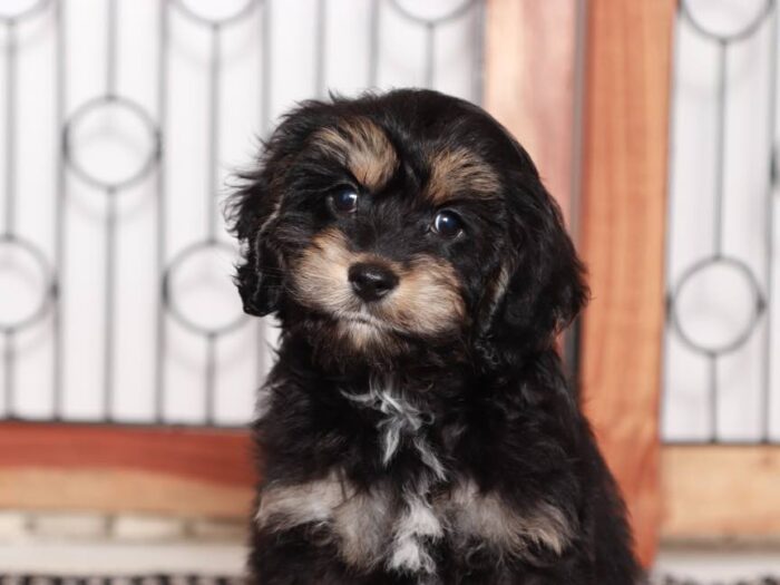 Brody - Cute little Cockapoo - Image 4