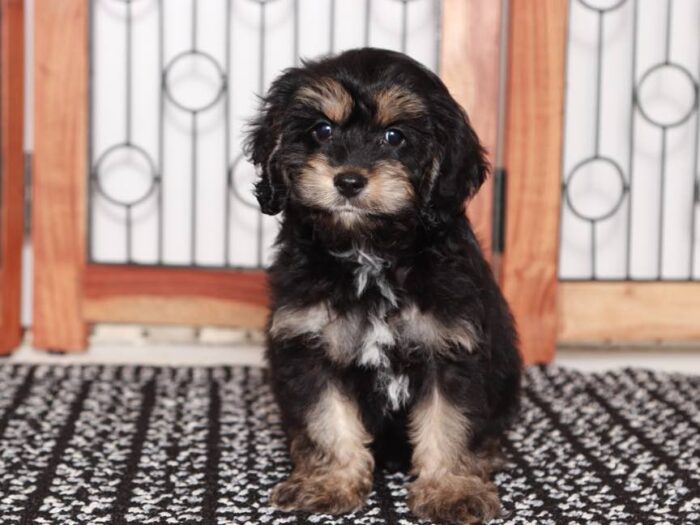 Brody - Cute little Cockapoo