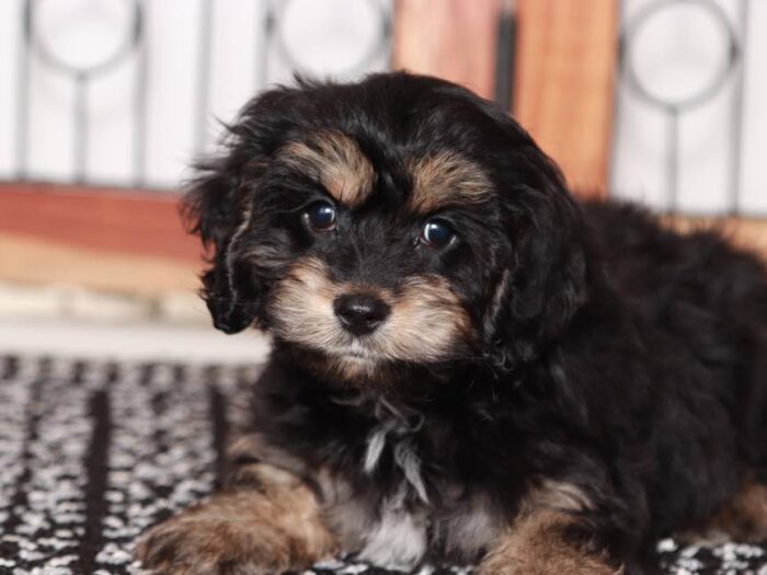 Brody - Cute little Cockapoo - Image 3